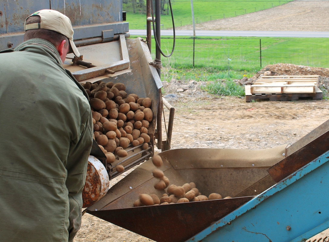 Transferring seed potatoes to the sorting and cutting machine