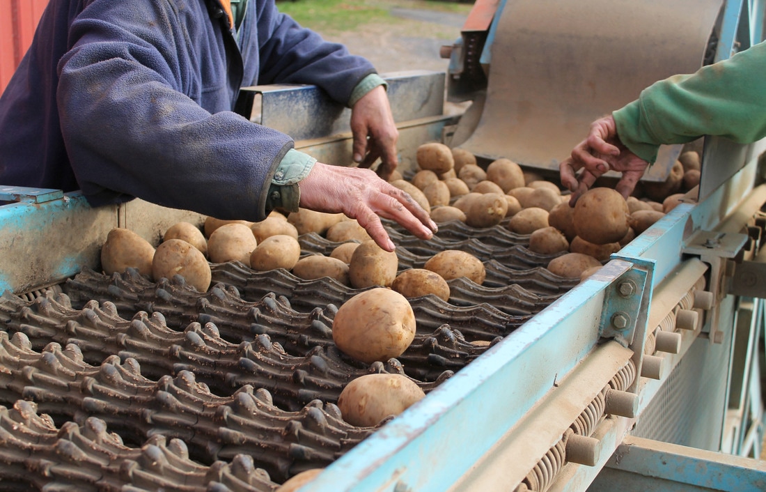 Sorting seed potatoes